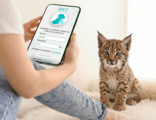 chica con app en teléfono móvil y cachorro de lince ibérico