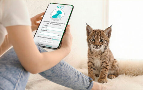 chica con app en teléfono móvil y cachorro de lince ibérico