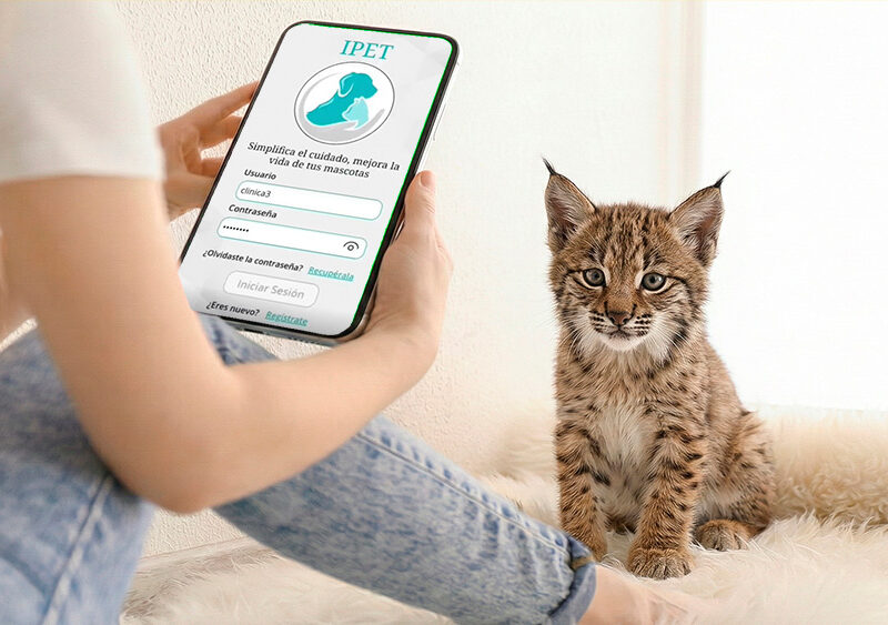 chica con app en teléfono móvil y cachorro de lince ibérico