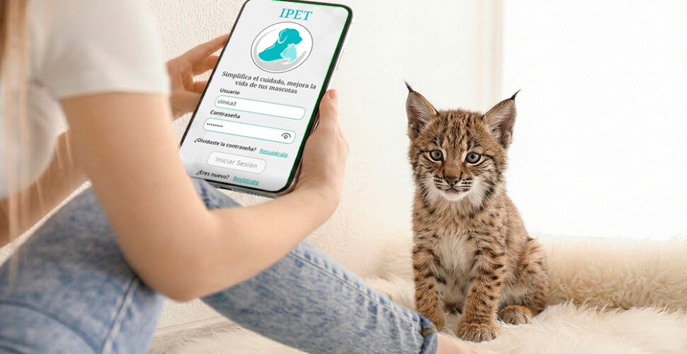 chica con app en teléfono móvil y cachorro de lince ibérico
